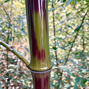 湘妃竹苗斑竹苗泪竹庭院竹子苗围墙栏篱笆风景观赏家养班竹子名贵