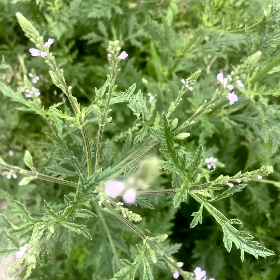 马鞭草新鲜顺丰凤颈草铁马鞭稍顺捋草退血草马边草手工皂原材料干