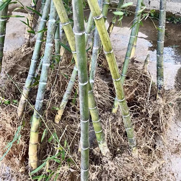 顺丰食用大型楠竹苗种植冬笋苦鳗石早园竹刚竹桂金雷竹毛竹子根鞭