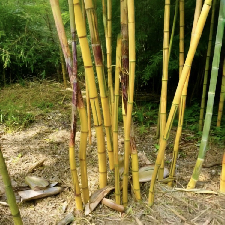 花杆早园竹苗北方耐旱寒冻-20℃珍稀名贵庭院观赏绿植物黄金早竹