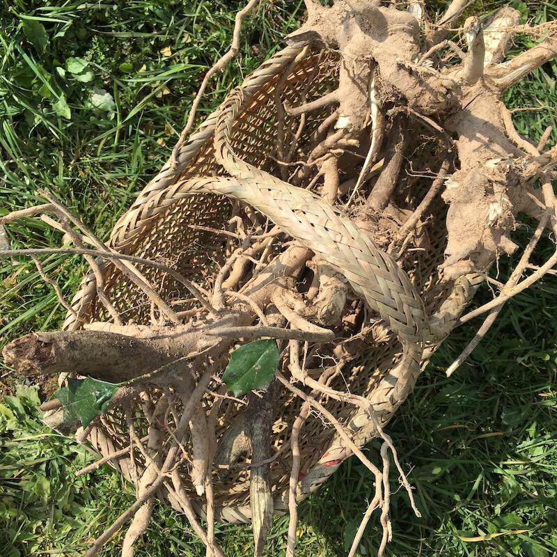 顺丰枸骨根叶果实新鲜煲汤炖骨头干粉猫儿刺八角刺根构骨根老鼠刺