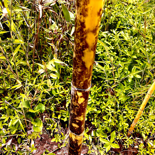 虎皮纹黄斑竹镇宅护房纳福竹子树苗招财精品名贵观赏庭院客厅盆景