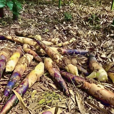 浙江甜笋苗雷竹打雷公竹能吃的竹笋菜竹笋苗可食用竹子苗吃笋竹苗
