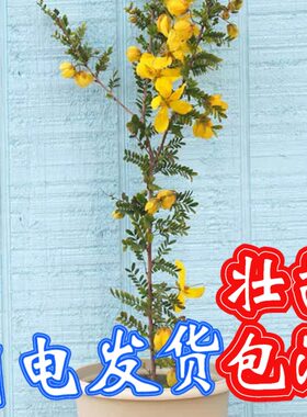 蛇灭门苗种植物盆栽望江南野决明