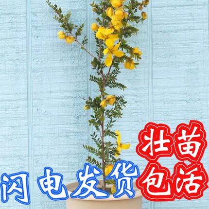 顺丰蛇灭门苗种盆栽家里室内庭院望江南野决明驱蛇花灭蛇草防蛇药