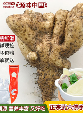 【新鲜现挖】武穴佛手山药湖北特产广济百元梅川余川蕲春手掌巴掌