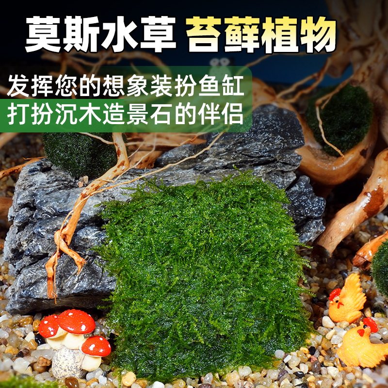 懒人水草活体淡水植物鱼缸装饰莫斯莫丝火焰珊瑚松茸水晶三角莫丝