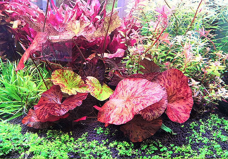 懒人水草 热带水草红虎睡莲 虎斑睡莲 红芋头 红色水草 包邮淡水