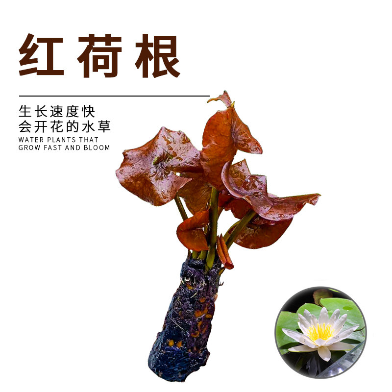 红荷根睡莲科水草易活好养净化水质红莲植物水面开花草缸装饰造景