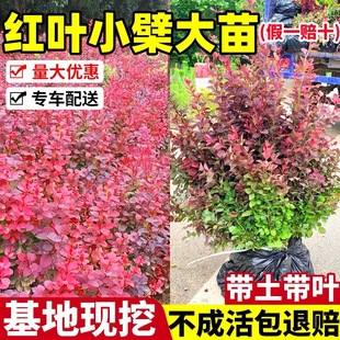 带刺耐寒植物红叶小檗树苗绿篱色块苗 庭院道路绿化工程小苗