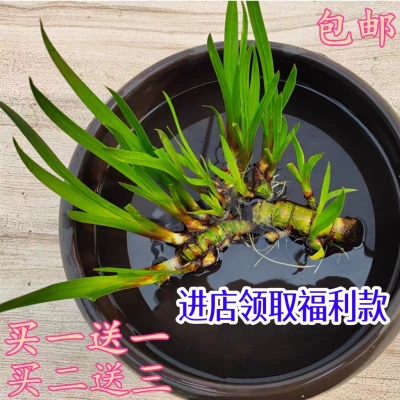 龙根菖蒲水生植物花卉水培微景观阳台鱼龟缸水养盆栽盆景庭院绿植