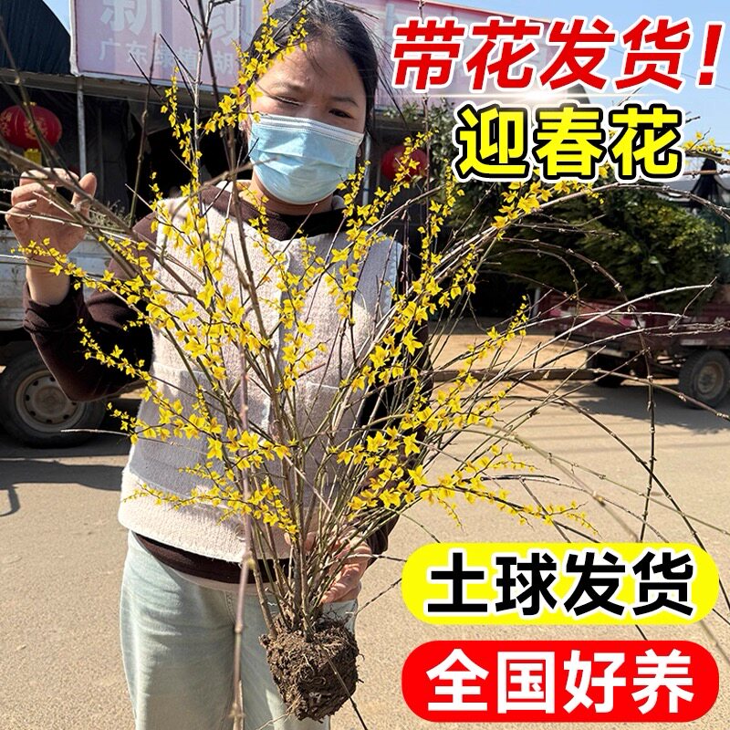 迎春花苗迎春花盆栽庭院攀援爬藤