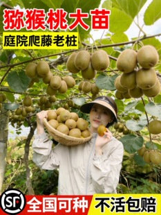 猕猴桃树苗公母同株嫁接红心超甜大果南北方种植盆栽地栽当年结果