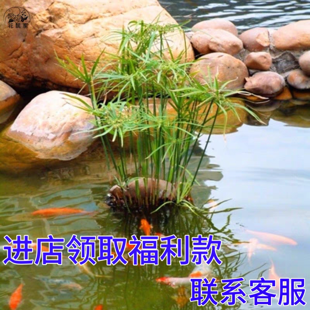 水竹旱伞风车水生盆栽水养植物水培竹子鱼缸池塘净化水质龟水竹