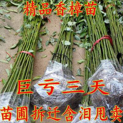 香樟树苗四季常青园林风景室外花园耐寒小苗驱蚊虫庭院绿化工程栽