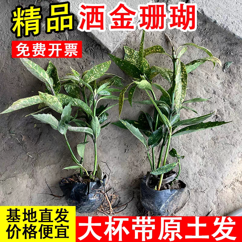 洒金珊瑚盆栽带土球洒金珊瑚树苗庭院阳台观赏植物洒金珊瑚树苗图片