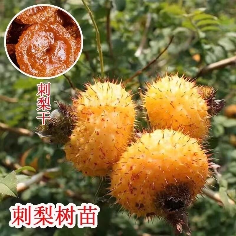 刺梨树苗盆栽刺梨苗刺梨种子黄刺梅苗盆栽果树苗很好种活的树苗