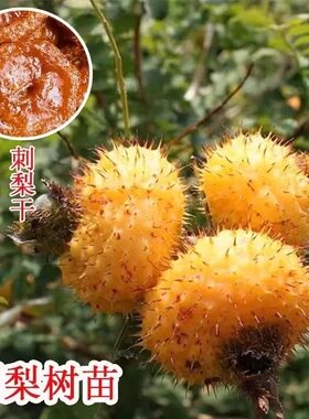 刺梨树苗盆栽刺梨苗刺梨种子黄刺梅苗盆栽果树苗很好种活的树苗
