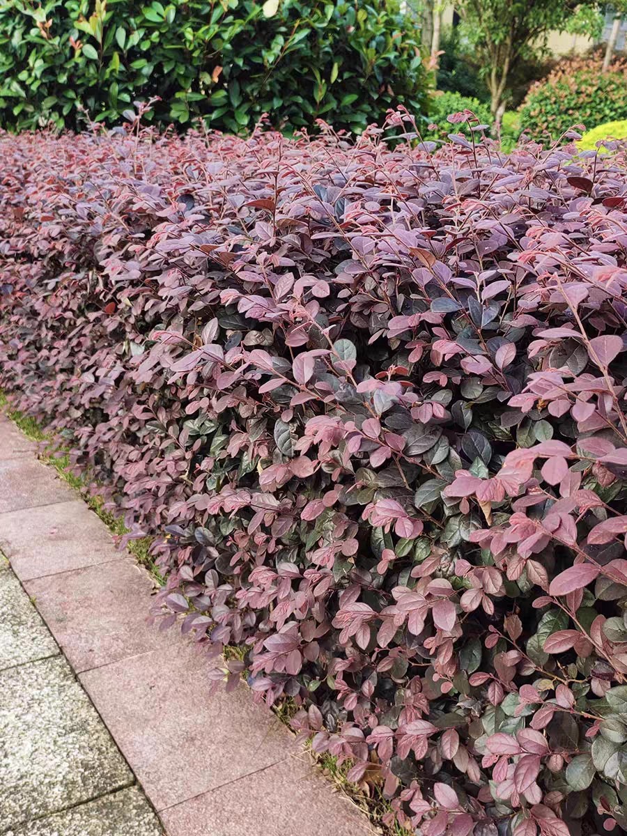 红花继木苗庭院绿植花卉篱笆围墙红檵木树苗四季红叶彩色盆景球桩