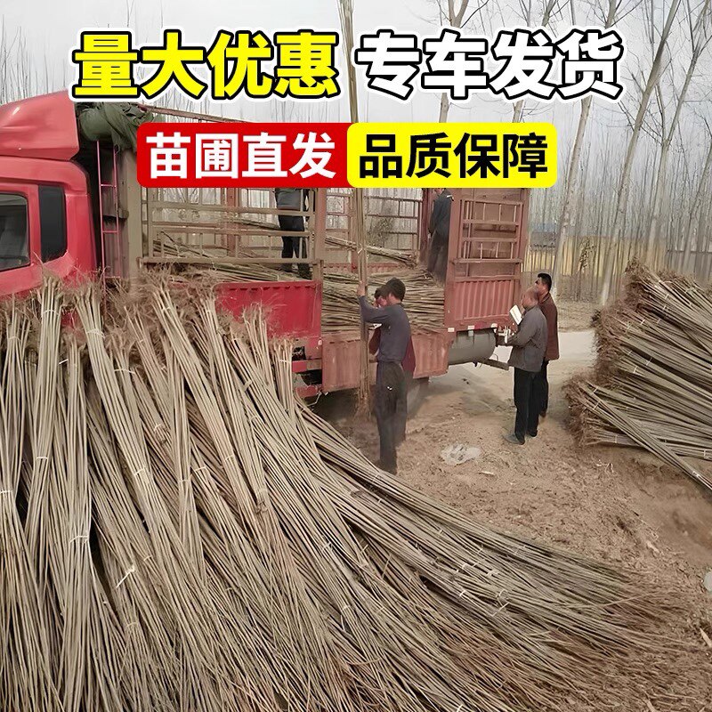 速生杨白杨树苗3804无絮杨 中华红叶杨杨树苗绿化植物防沙造林