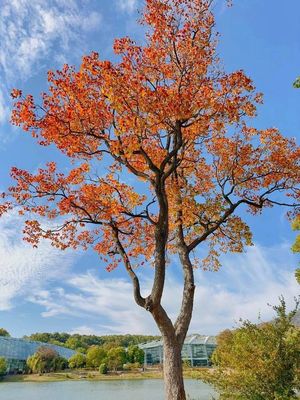 红叶乌桕树苗盆栽大型别墅庭院风景绿化丛生乌桕菩提树苗