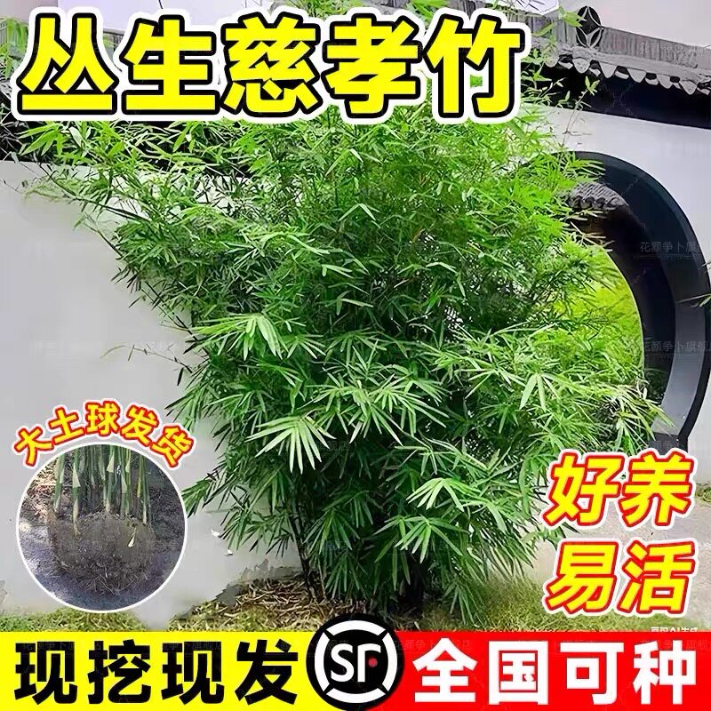 丛生竹慈孝竹苗孝顺竹窝竹盆栽庭院竹室外四季常青景观竹子苗耐寒