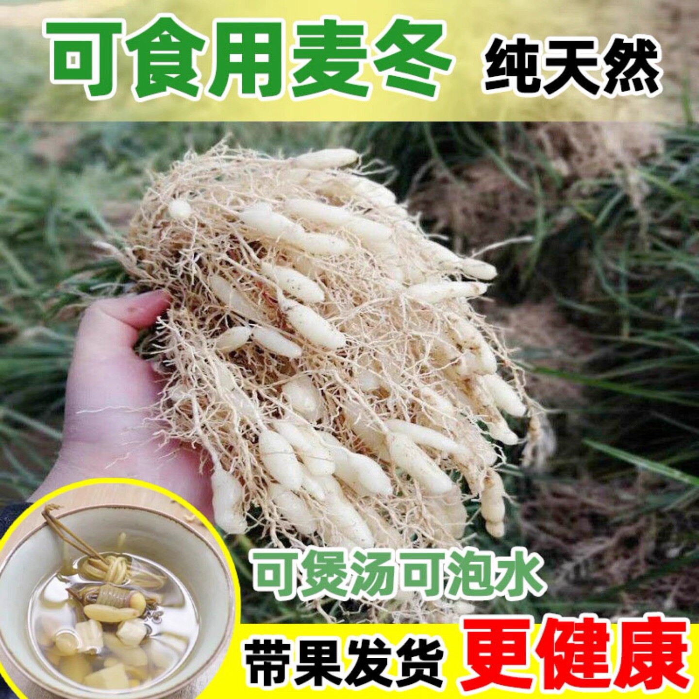 药用麦冬草苗药用麦冬草块根中药麦冬苗食用庭院植物绿化苗庭院图片