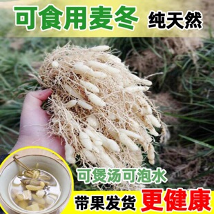 药用麦冬草苗药用麦冬草块根中药麦冬苗食用庭院植物绿化苗庭院