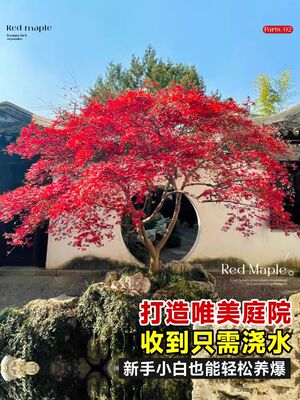 日本红枫树苗四季红舞姬流泉枫树苗黄金枫树苗庭院别墅观赏植物