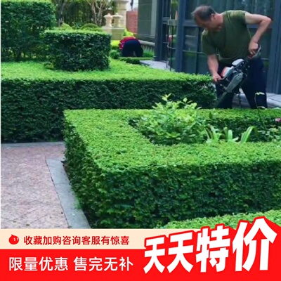 篱笆小叶女贞四季常青庭院别墅