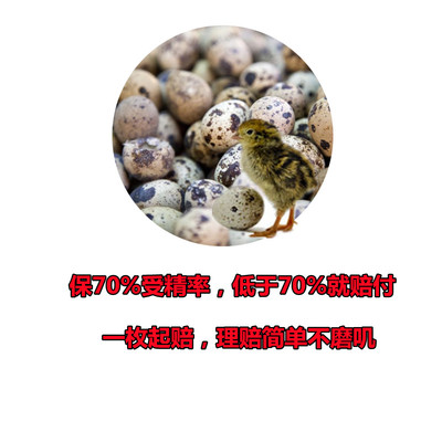 黄羽鹌鹑种蛋受精蛋鹌鹑蛋受精种蛋可孵化蛋受精卵安纯宠物鸟安春