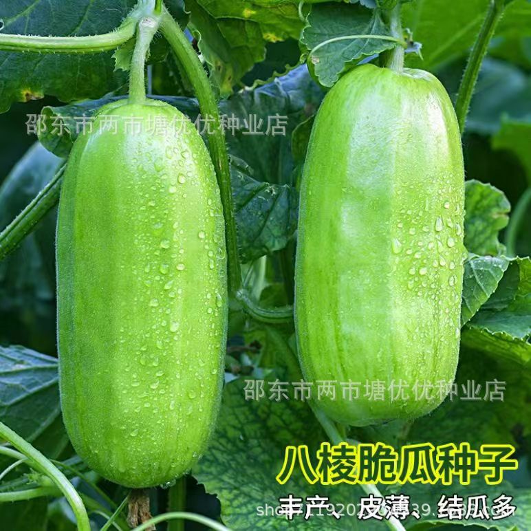 八棱脆菜瓜种子老品种菜瓜白皮酥瓜青皮菜瓜种籽黄河脆一窝猴