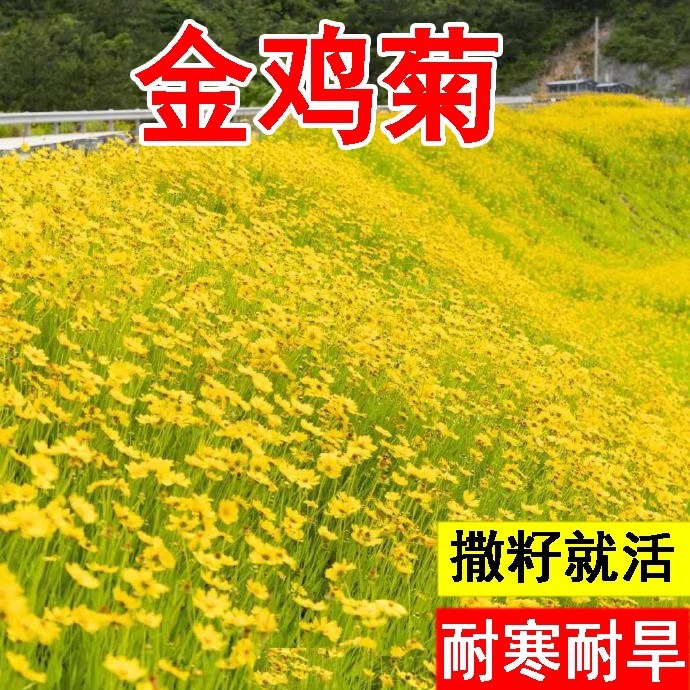 金鸡菊花籽多年生宿根大花金鸡菊花种籽子四季易活花海色块花期