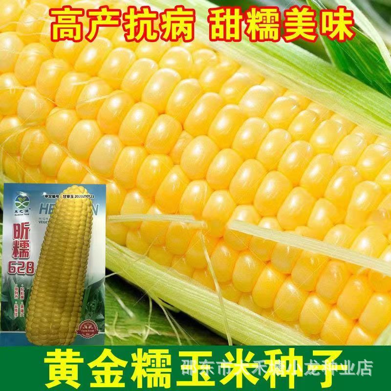 昕糯628玉米籽甜加糯黏玉米种子早熟糯粘非转基因口感佳杂交高产