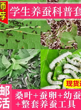蚕宝宝饲养盒乌龟爬虫盒1龄2龄3龄5龄蚕幼虫学生养蚕套装蚕卵桑叶