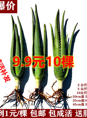 美国库拉索芦荟苗美容院芦荟灌肤专用绿植芦荟盆栽食用鲜芦荟小苗
