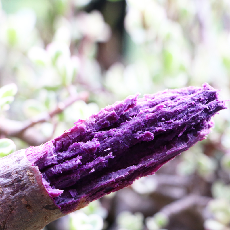 现挖新鲜紫薯5斤左右小香薯农家自种紫心地瓜当季番薯红薯蜜薯