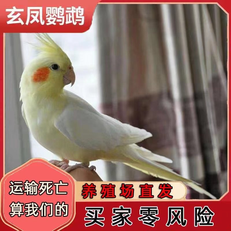 玄凤鹦鹉黄化原始灰珍珠金头派特特色玄凤活体包邮活鸟宠物幼鸟