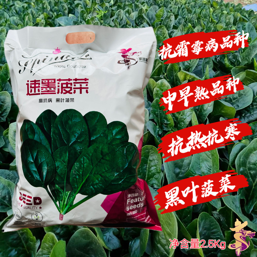 菠菜种子一代杂交耐寒抗病高产油量肉厚菠菜种子南北春秋播