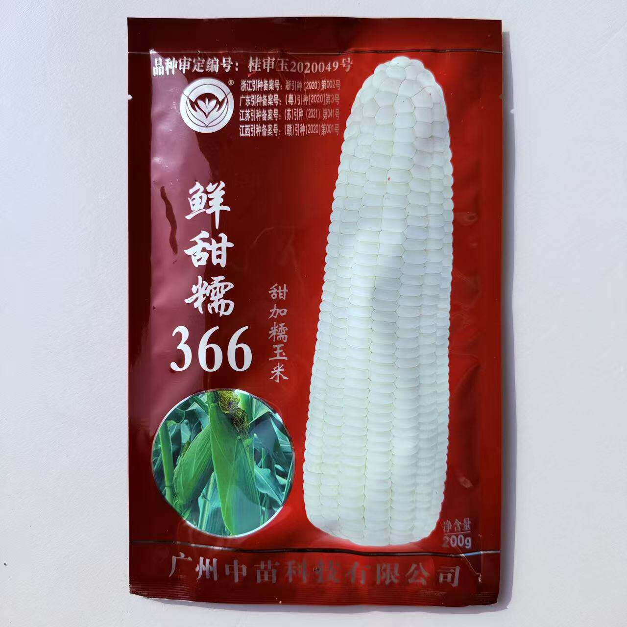 中苗鲜甜糯366白甜糯玉米种子春秋播大棒早熟高产鲜食白玉米种籽