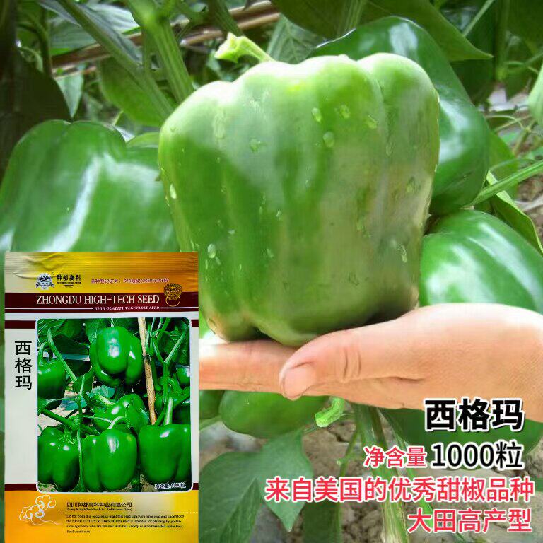 西格玛甜椒种子青辣椒大甜椒种籽灯笼方椒红菜椒蔬菜孑高产籽种子