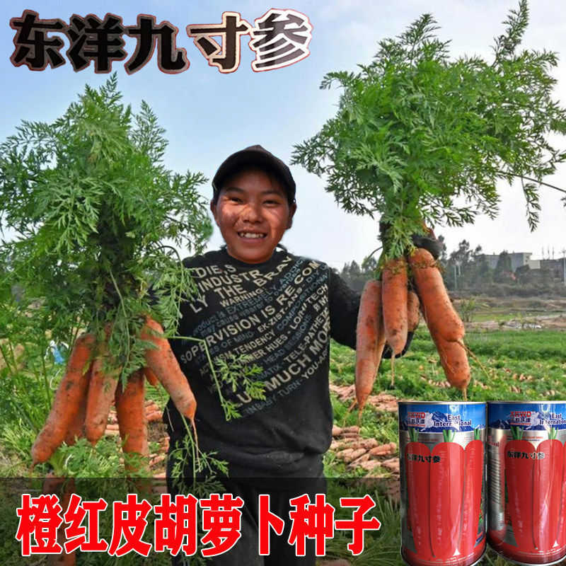 东洋九寸参胡萝卜种子日本引进胡萝卜籽高产耐热秋播基地专用种籽