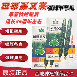 田研黑又亮黄瓜种子高产抗病耐热耐寒春秋播农家菜园基地蔬菜种籽