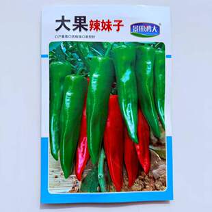 大果辣妹子杂交辣椒种子早熟皮色深绿青红椒两用节节有果辣味香浓