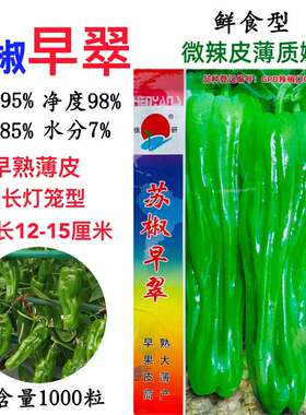 镇研苏椒早翠早熟杂交大果薄皮辣椒种子果实长灯笼型果尖马嘴皮薄