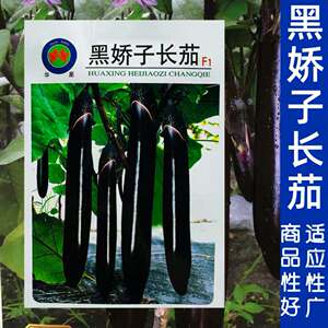 华星黑娇子长茄子种子早熟长粗黑亮茄子种籽优质丰产抗病抗逆性强
