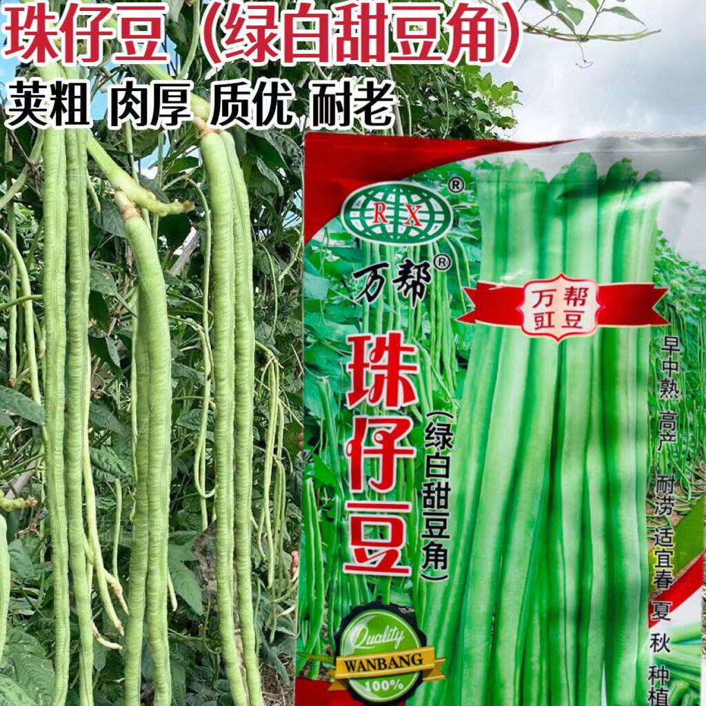绿白甜豆角种子珠仔豆大肉珠仔豆角种籽豇豆耐热丰产春秋蔬菜种