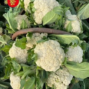 豫艺珍玉松花90 100 青梗松花菜种子中晚熟抗病耐寒耐湿春秋季播