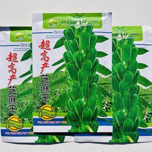 超高产芝麻种子早熟高产抗病高油芝麻种籽农家大田基地播种用籽子