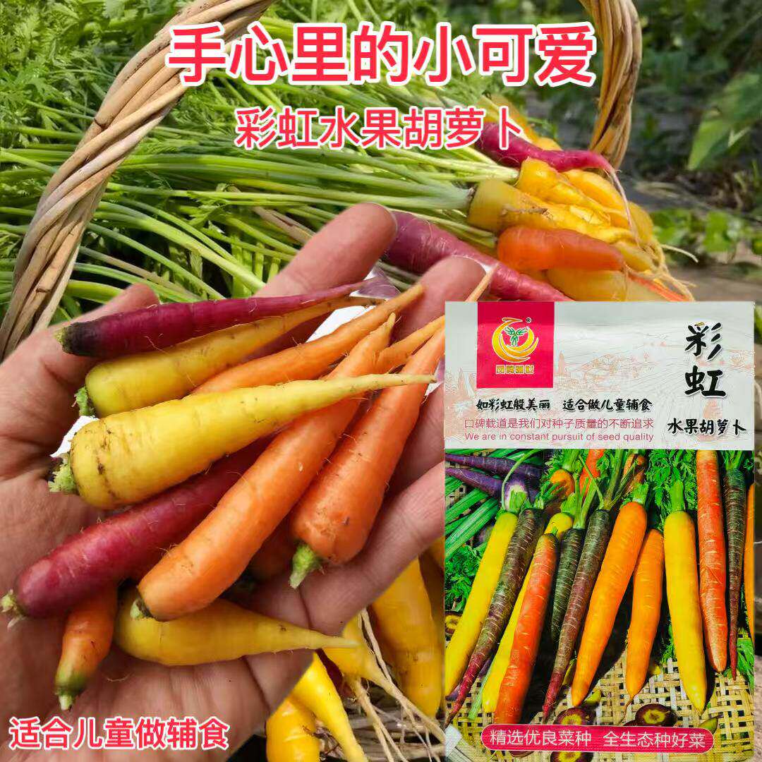 紫色水果胡萝卜种子大全农家四季菜籽奶油胡萝卜种籽蔬菜种孑